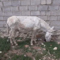 خراخته