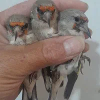 سهره سینه سرخ سهره کرمونی|پرنده|مشهد, شهرک بهارستان|دیوار