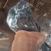 کبوتر  نکریز|پرنده|تخت, |دیوار