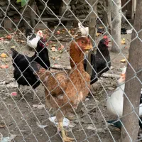 مرغ لاری اصیل|حیوانات مزرعه|بندر گز, |دیوار