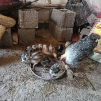 مرغ و 14جوجه