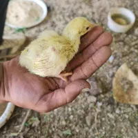 جوجه طاووس اصیل مصری