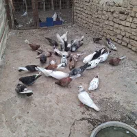 کبوترپرش|پرنده|فاضل آباد, |دیوار
