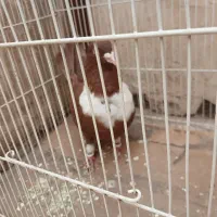 کلاغ سرخ وطوقی هفترنگ