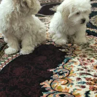 حیوان خانگی سگ|سگ|بم, |دیوار