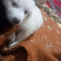 واگذاری توله بازی گوش