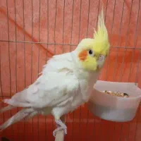 عروس هلندی نر