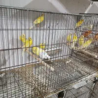 فروش قناری نر وماده