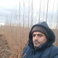 فروش انواع نهال باکیفیت باکف قیمت