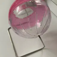 همستر|موش و خرگوش|زنجان, |دیوار