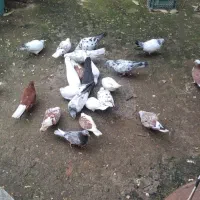 تعدادی کبوتر به فروش میرسد
