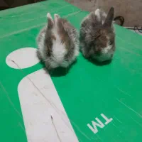 فروش بچه خرگوش|موش و خرگوش|مشهد, ادیب نیشابوری (شهرک غرب)|دیوار