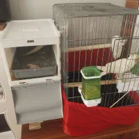 جفت لوتینو مولد با جوجه