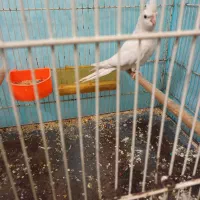 عروس هلندی آلبینونر|پرنده|مشهد, کشف|دیوار