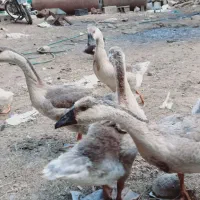 جوجه قو
