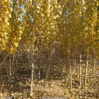 فروش زمین تجاری ده هکتاربراتوبان اردبیل به رضی|فروش زمین و ملک کلنگی|ارشق, |دیوار