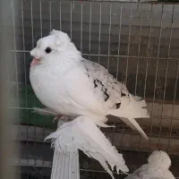 کبوتر زینتی کمیاب