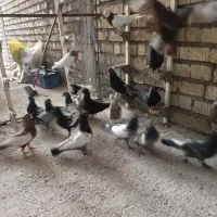 کفتر