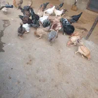 خروس کردی اصل|حیوانات مزرعه|دینور, |دیوار