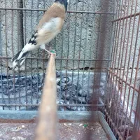 وسایل تزیینی|مجسمه، تندیس، ماکت|میاندوآب, |دیوار