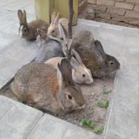 خرگوش|موش و خرگوش|تربت جام, علوی|دیوار