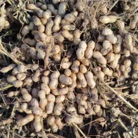 بادام زمینی اطلس آفتاب خشک پر مغز 2تن