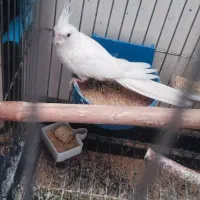 عروس آلبینو