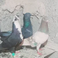 یک عدده ماده ریش خط ۲۰۰