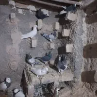تعدادی کبوتر به فروش میرسد