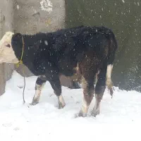 گاوگوساله|حیوانات مزرعه|قیدار, |دیوار