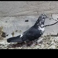 کفتر سینه باز قاره|پرنده|کرمانشاه, |دیوار