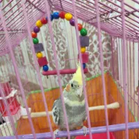 جوجه هلندی|پرنده|خرمشهر, |دیوار