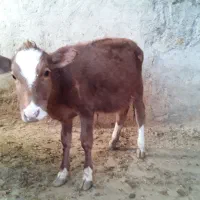 گوساله ماده|حیوانات مزرعه|نهاوند, |دیوار