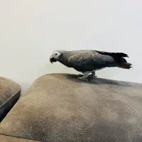 طوطی کاسکو|پرنده|ارومیه, |دیوار