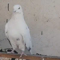 کفتر نر خالپیس باخت رفته