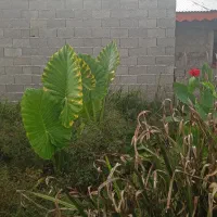 گل بابا آدم بزرگ