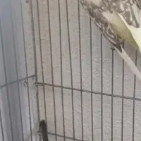 عروس هلندی دوکت پروانه ای با قفس