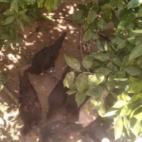 تعدادی جوجه مرغ وخروس اصیل از نژاد کرک شو
