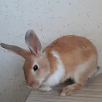 خرگوش ۶ ماهه