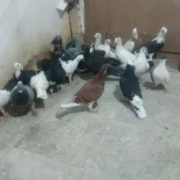 22تا کفتر مفت