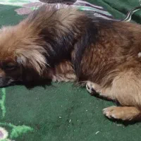 واگذاری سگ پاکوتاه ناز