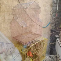باسلام تعدادی قفس کوچک وبزرگ