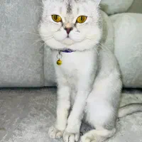 اسکاتیش یک ساله نر