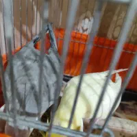 یک جفت عروس هلندی|پرنده|ری, علایین|دیوار