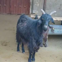 بز آبستن رو مایه