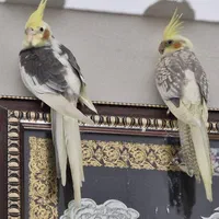 عروس هلندی جوجه و بالغ خاص