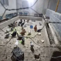 مرغ و خروس گلین