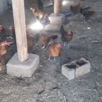 مرغ تخم گذار محلی|حیوانات مزرعه|عجب شیر, |دیوار