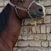 خرید و فروش اسب