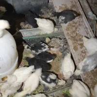 جوجه مرغ|حیوانات مزرعه|کاشمر, |دیوار